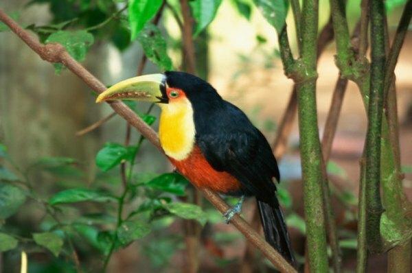 많은 열대 우림 생물과 마찬가지로 큰 부리 새는 밝은 색을 띠고 과일을 먹고 산다.