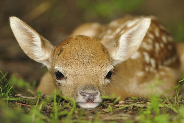 bayi rusa yang baru lahir