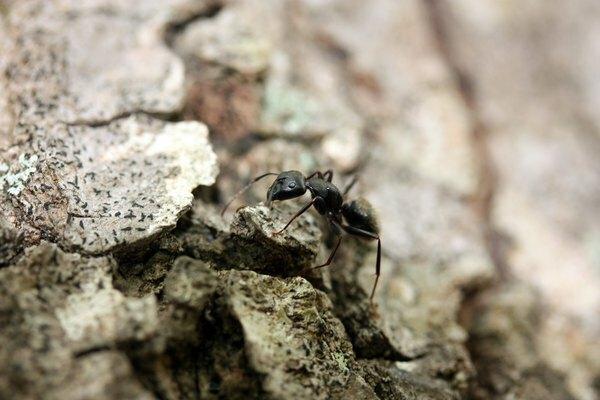 Un primer plano de una hormiga carpintera sobre corteza de pino.