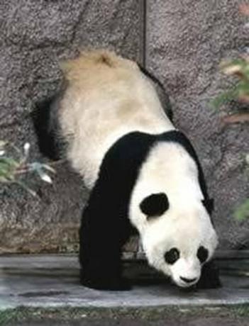 En gigantisk pandaduftmarkering med hodestativ