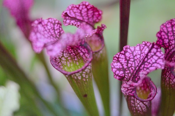 Close-up de una planta jarra púrpura carnívora