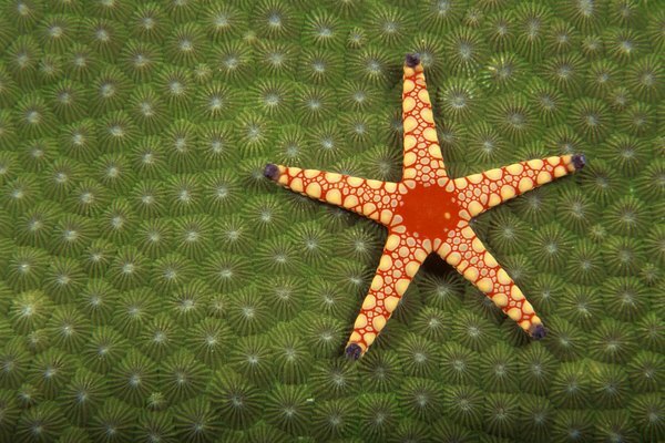 Vad är några sätt sjöstjärna anpassar sig till deras miljö?