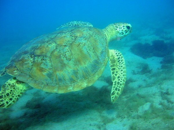 Le tartarughe marine mangiano l'erba marina.