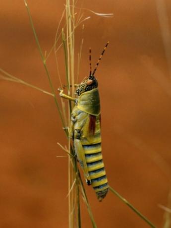 Gresshopper spiser blader og gress, men spiser også avlinger.