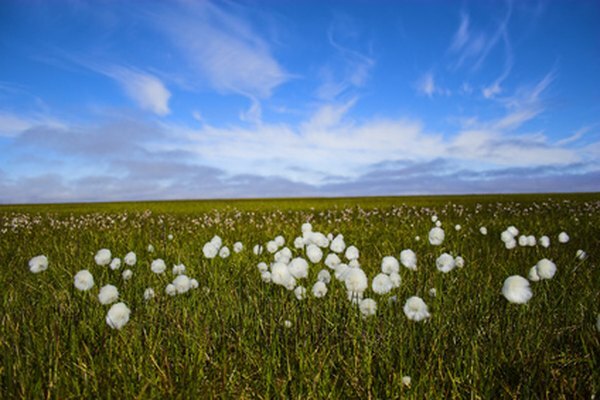 Arktyczna tundra ma krótki i energiczny okres wegetacyjny.