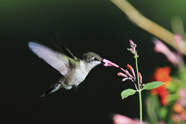 Životní cyklus kolibříka