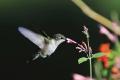 Cycle de vie du colibri