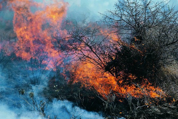 Požari so v Mohavah pogostejši zaradi invazivnih rastlin.