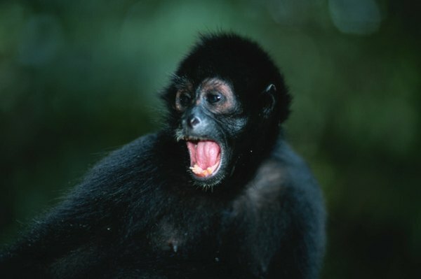Adaptacje Małp dla Dżungli