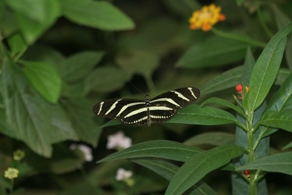 Kupu-kupu mencari nektar dari bunga semak hutan hujan