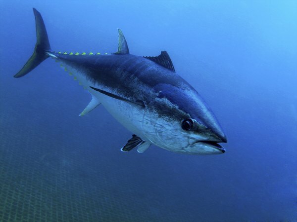 El atún es un pez pelágico grande, activo y de sangre caliente.