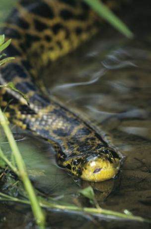 Anaconda's zijn uitstekende semi-aquatische jagers.
