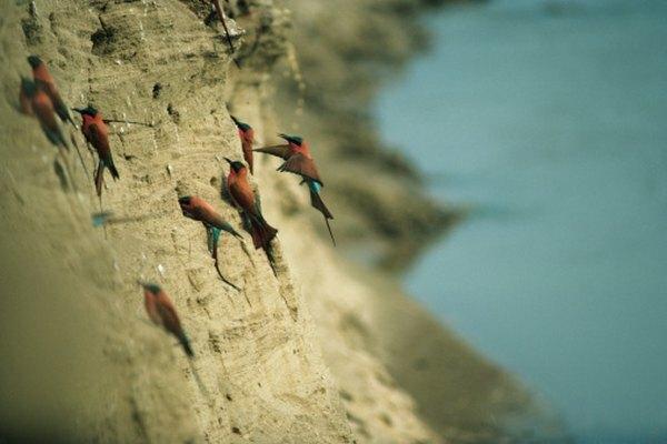 Estas aves construyen sus nidos frente a un acantilado.