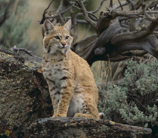 Gato montés