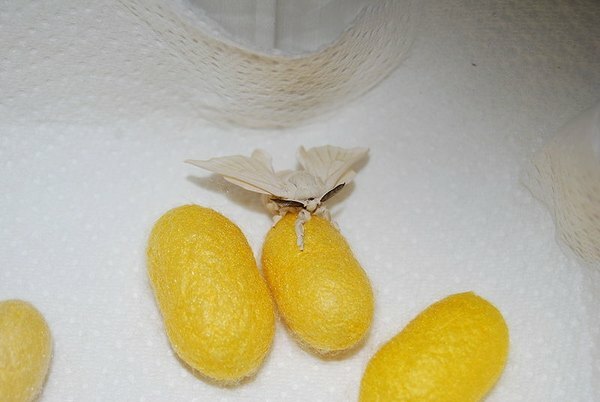 Papillon de ver à soie femelle sur cocon