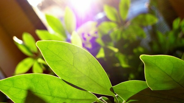 Чому рослинам потрібен фотосинтез та клітинне дихання?