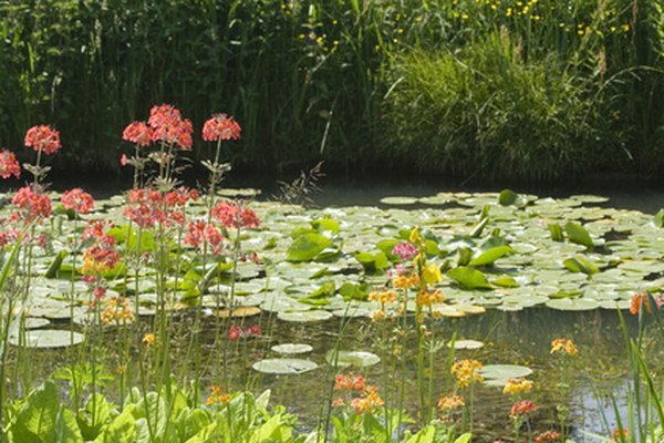 Kolam dangkal adalah habitat yang sangat baik untuk bunga lili air.