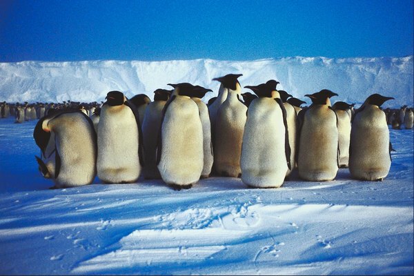 Skupina tučniakov cisárskych v Antarktíde.