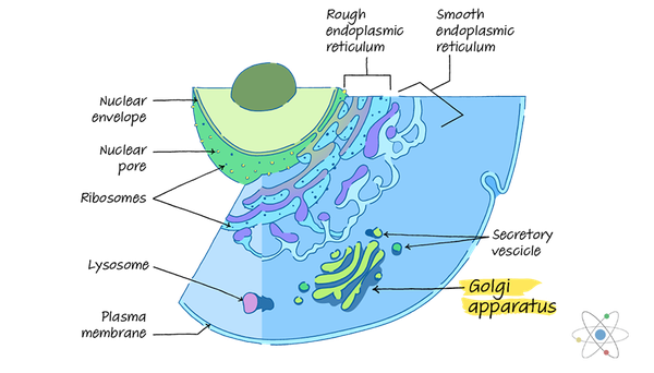 Aparato de Golgi: función, estructura (con analogía y diagrama)