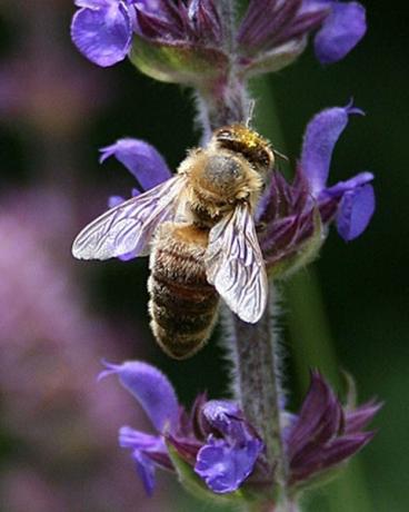 Bier er viktige pollinatorer