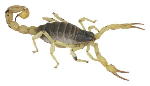 Más de 80 especies de escorpiones viven en los Estados Unidos.