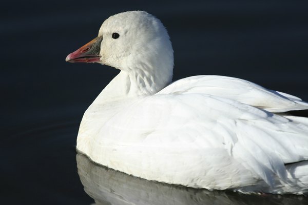 Artimas Rosso žąsies plaukimas vandens paviršiumi.