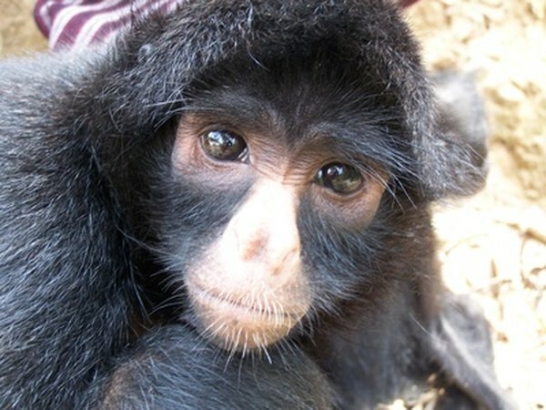 ობობა-მაიმუნები ტროპიკული ტყეების საერთო მობინადრეები არიან.