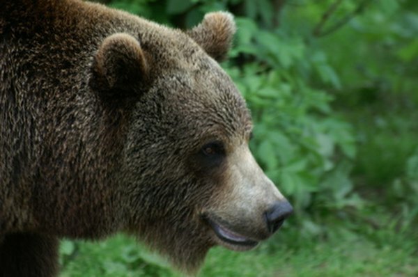 Os ursos hibernam a cada inverno para armazenar calor e gordura. 
