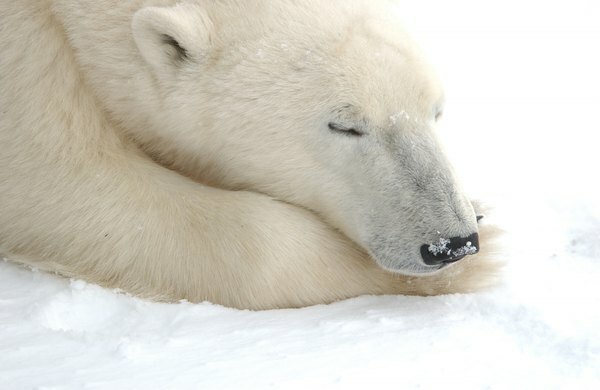 Polarni medvjed odmara