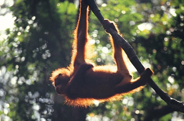Orangutanii călătoresc singuri, astfel încât să poată găsi suficientă mâncare.