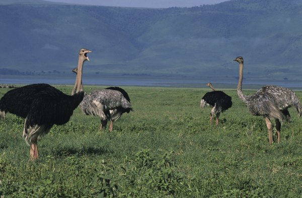 Естественная среда обитания страуса