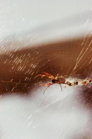 Aranhas se alimentam de insetos que vivem em carvalhos.