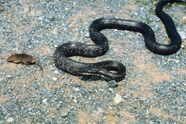 Diferența dintre un șarpe negru și un curse