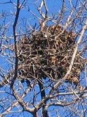 Гнездо сиве веверице