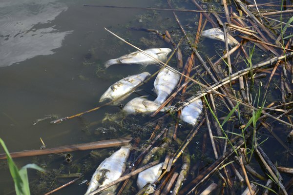Pești morți în apă poluată