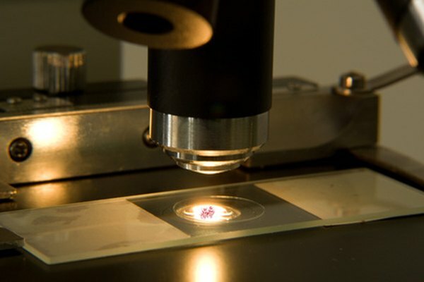 Los científicos pueden ver los protozoos con la ayuda de un microscopio.