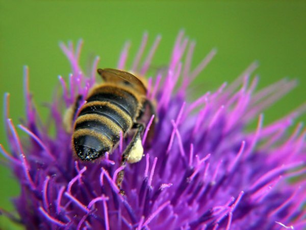Los insectos recolectan polen mientras viajan.