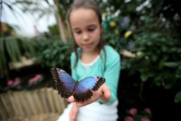Факти для дітей про блакитну метелику Морфо