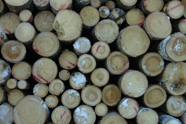A fakitermelők és a gazdák személyes haszonszerzés céljából kivágják a fákat és megtisztítják a földet.