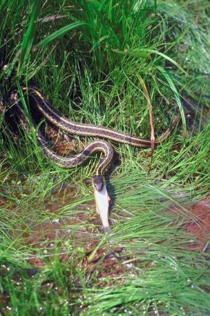 ガーターヘビは獲物を丸ごと飲み込みます。