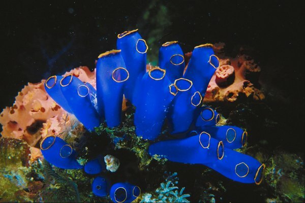 Relações simbióticas em recifes de coral