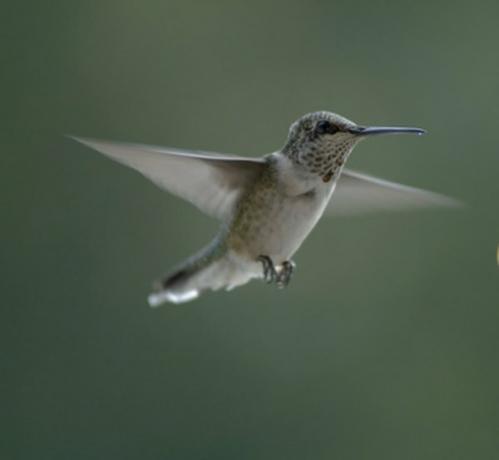 Kolibriens levetid