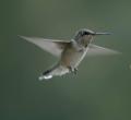 Vida útil del colibrí