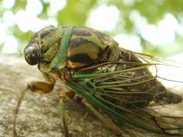 Cicada-drapsmannen spiser kikader. 
