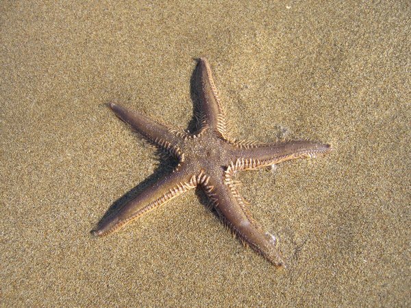 Jūrų žvaigždė gali atsinaujinti.