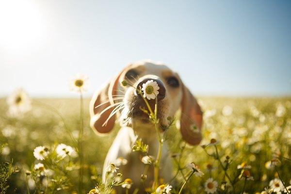 ¿En qué se parecen los animales y las plantas?