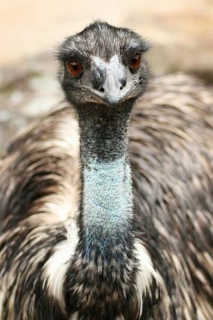 Emu to jeden z najwyższych ptaków na ziemi.
