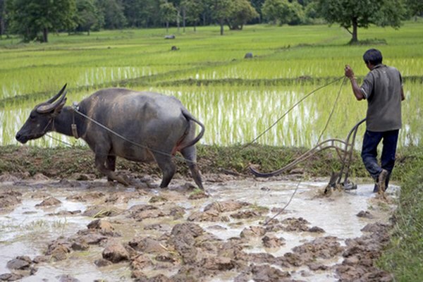 Los arrozales son una forma de humedales artificiales.