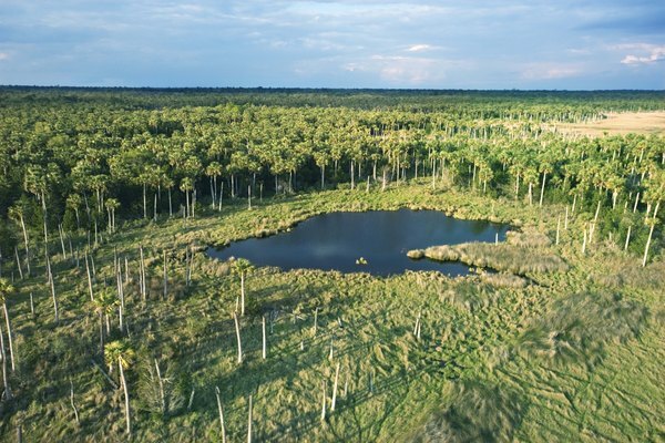 湿地の生態系は、多くの鳥類に生息地を提供します。