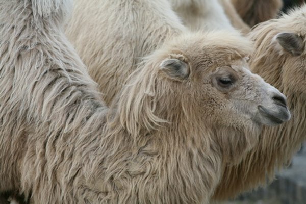 Какво е естественото местообитание на камилите?